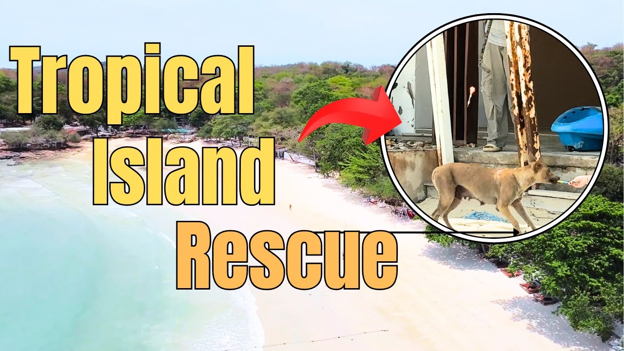 Lost in Paradise: Part 2 - Dramatic Dog Rescue on Koh Samet - YouTube