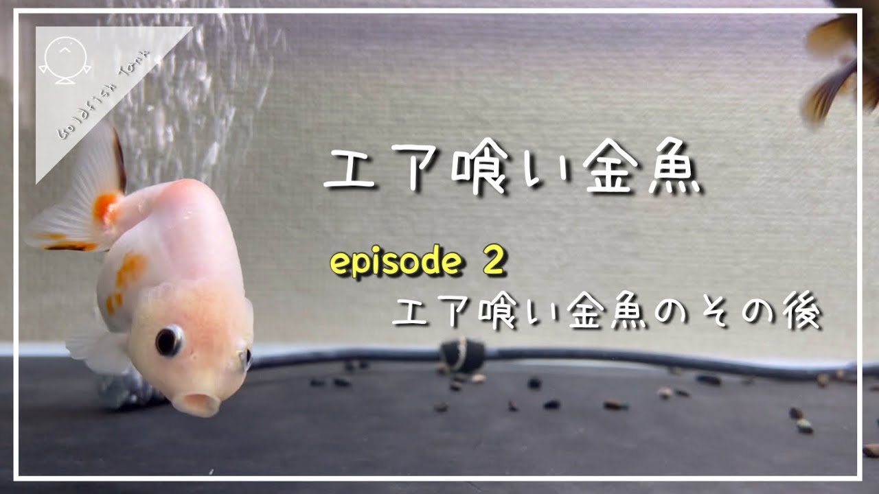 金魚 エア喰い金魚のその後 やった事 続けてる事をまとめました Youtube