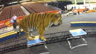 Up-Close with Alexander Lacey & His Big Cats