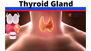 Thyroid Gland Anatomy And Physiology Plus Classifying Its Pathologies.