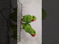 magic parrot 🦜 #birds #talkingparot #parrot #cute 🦜