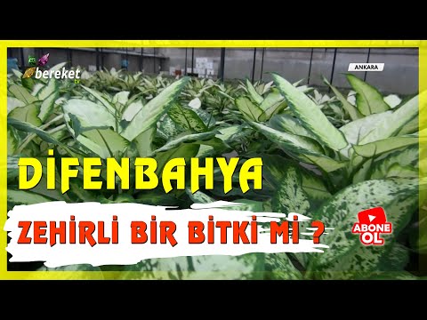 Video: Dieffenbachia: fayda ve zarar. Dieffenbachia: işaretler