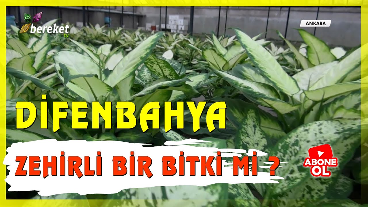 AMAN DİKKAT ! Difenbahya Bitkisi Zararlı Mı ?
