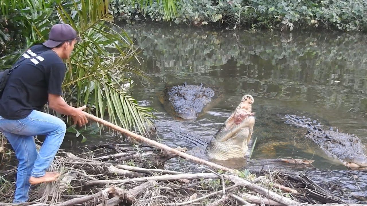 Dua buaya raksasa diajak naik kedarat benar-benar ukuran terbesar!!!