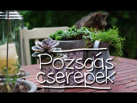 Videó: Milyen Pozsgás Növényeket ültessünk A Kertbe?