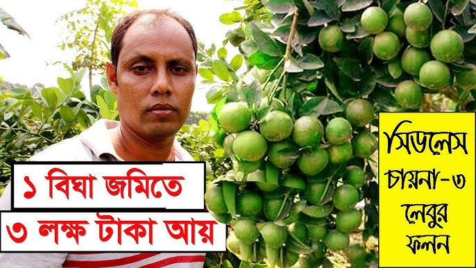 Retro sochli mushuk video Katta eshak taytalarda etuk