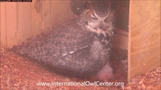 Iris feeds her 1 and 4 days old owlets