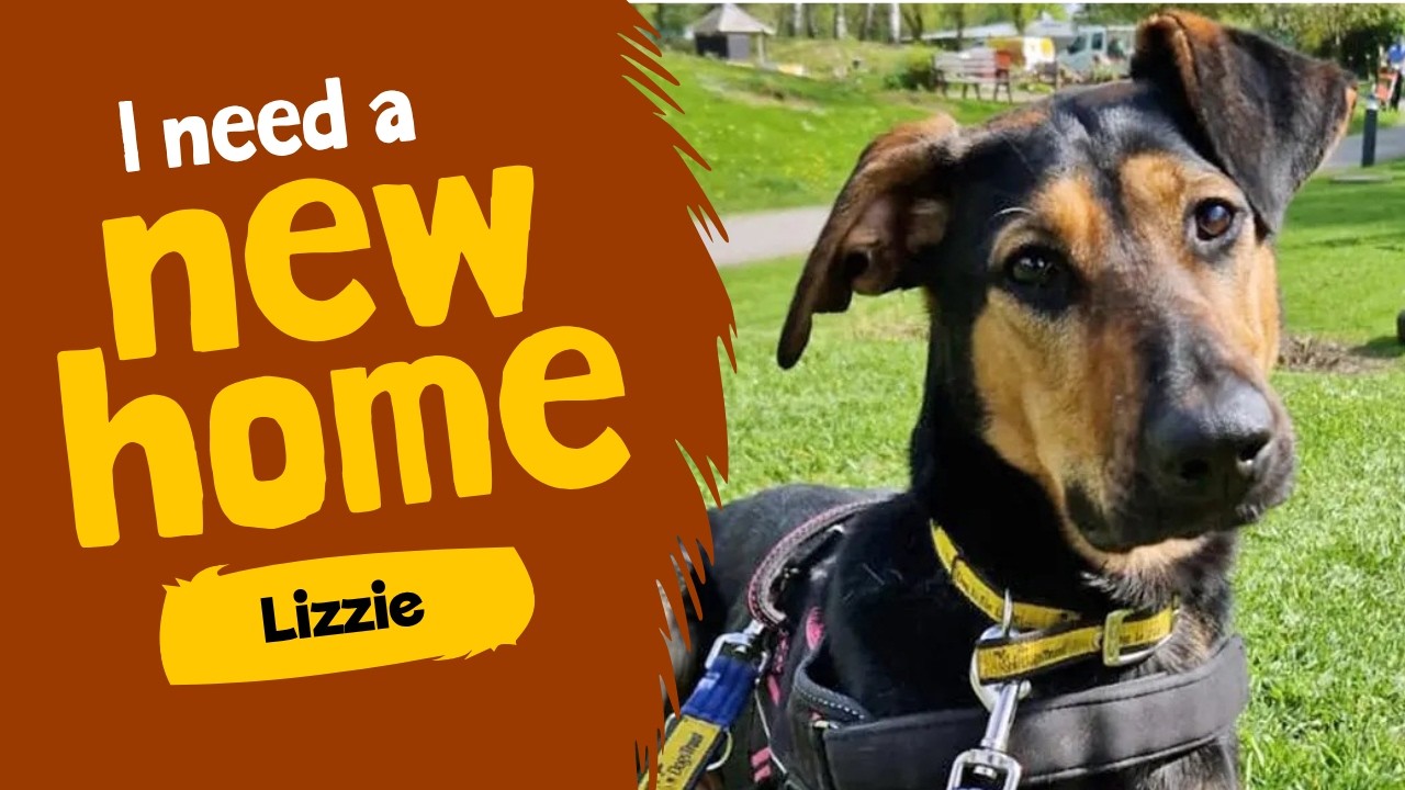 Dog profile video