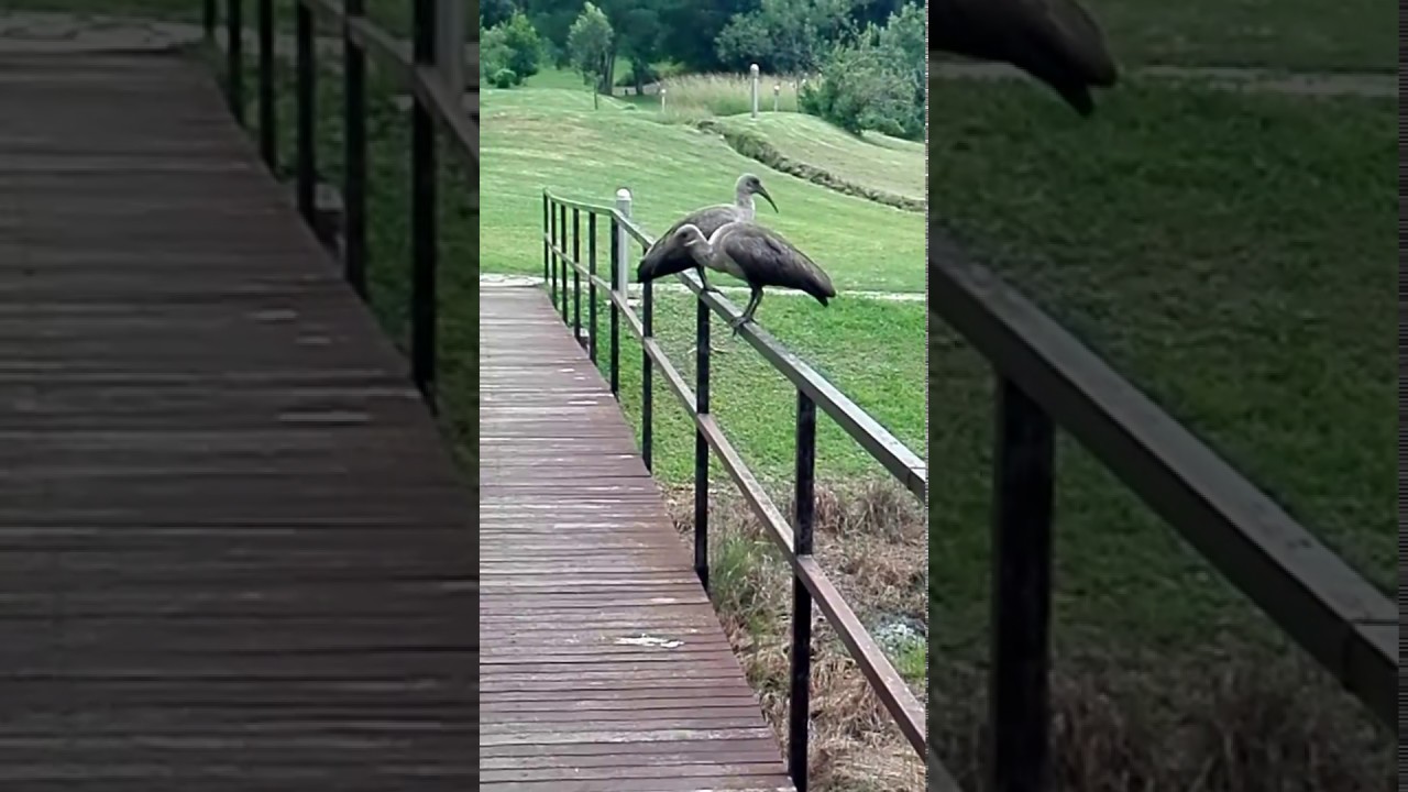 Haaa Haaa Hadeda Ibis in Drakensberg