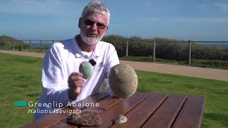 Reef Watch SA: All about abalone