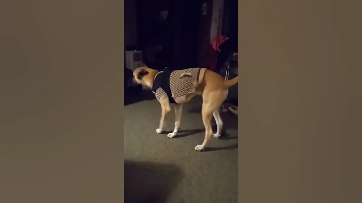Scooby is shaking it for the money