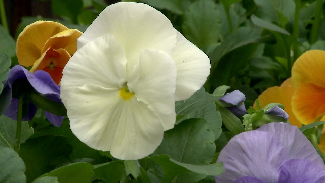 Urban Growers Greenhouse & Garden Center