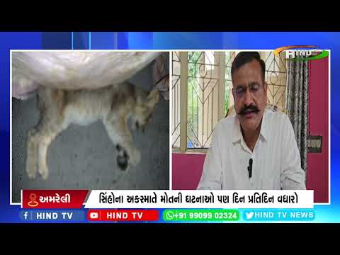 સિંહોના ગઢ ગણાતા અમરેલી જિલ્લામાં સિંહોની સંખ્યા સૌથી વધુ