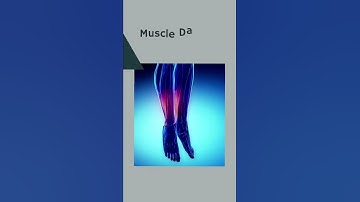 How Your Muscles Change With Exercise #shorts