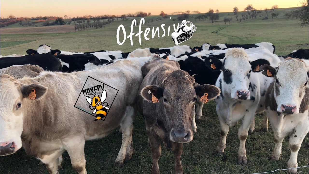 In The Cold We Fly ❄️🐝  