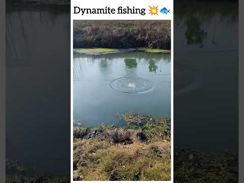 Dynamite Fishing Watch Till The End 