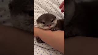 oh my god, so cute #otters #cute #cutebaby #pets #petscute