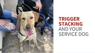 Trigger stacking and service dog training