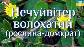 Рослина - домкрат! Піднімає органи, системи, рятує здоров‘я і життя!