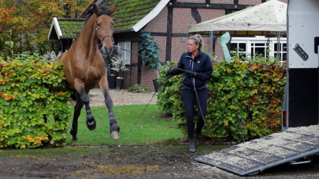 Ab durch die Hecke - Pferd wehrt sich massiv vor dem Einsteigen