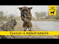 Boxer - Cuccioli e Addestramento