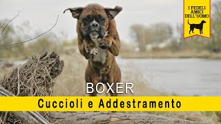 Boxer  Cuccioli e Addestramento
