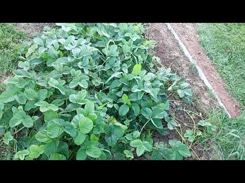 625. Новая грядка клубники