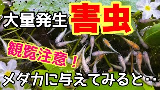 【観覧注意】室内で大量発生した害虫をメダカに食べさせてみると・・・ヤフオクで販売始めました！メダカ睡蓮ビオトープ、室内加温水槽