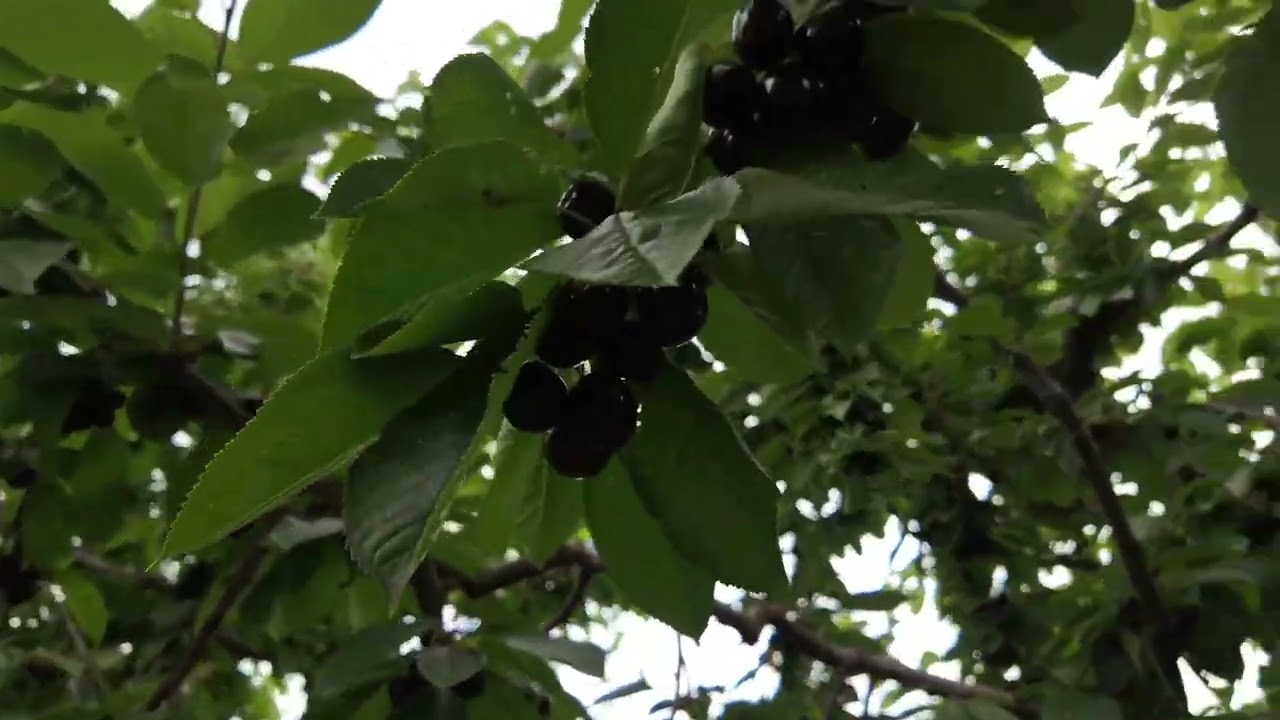 Cherry Picking at Cheeki Cherries, Cromwell  