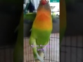 Inilah suara lovebird yang DI TAKUTI MUSUH saat di GANTANGAN!!!