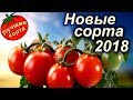 Купить семена томатов 2018 почтой в Украине (лучшие сорта томатов)