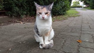 薄三毛猫ちゃん、公園にポツリと座ってました。