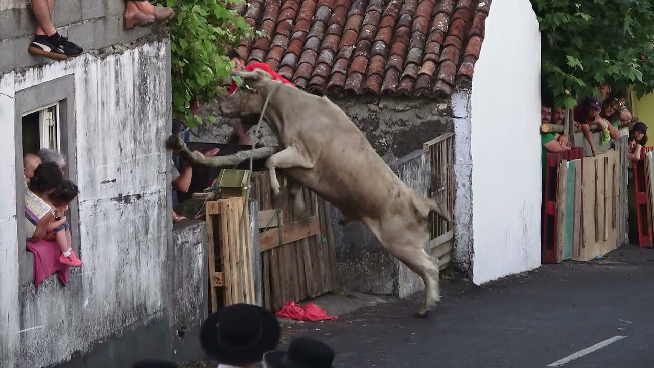 Tourada Outeiros Regatos - Touros HF (408,368) &  ER (437,38) - 3/8/2024 - Ilha Terceira - Açores
