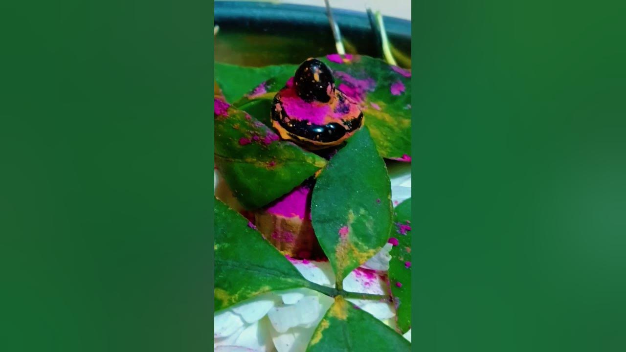 holi ki ka
