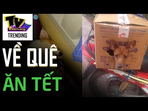 Video 1001 hình ảnh 'dở khóc dở cười' chuyện đưa thú cưng về... - youtube