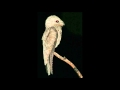 Canto dos Pássaros - Mãe da Lua Gigante Nyctibius_grandis