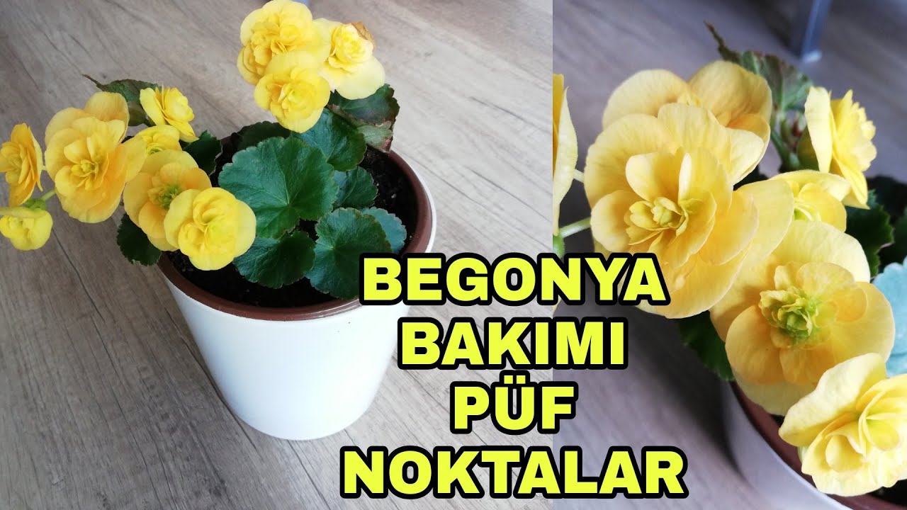Begonya çiçeği bakımı nasıl yapılır?