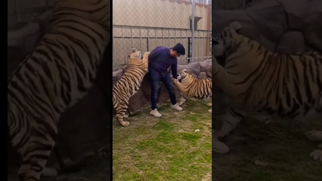 Sundarban royal Bengal tiger video, tiger video, 