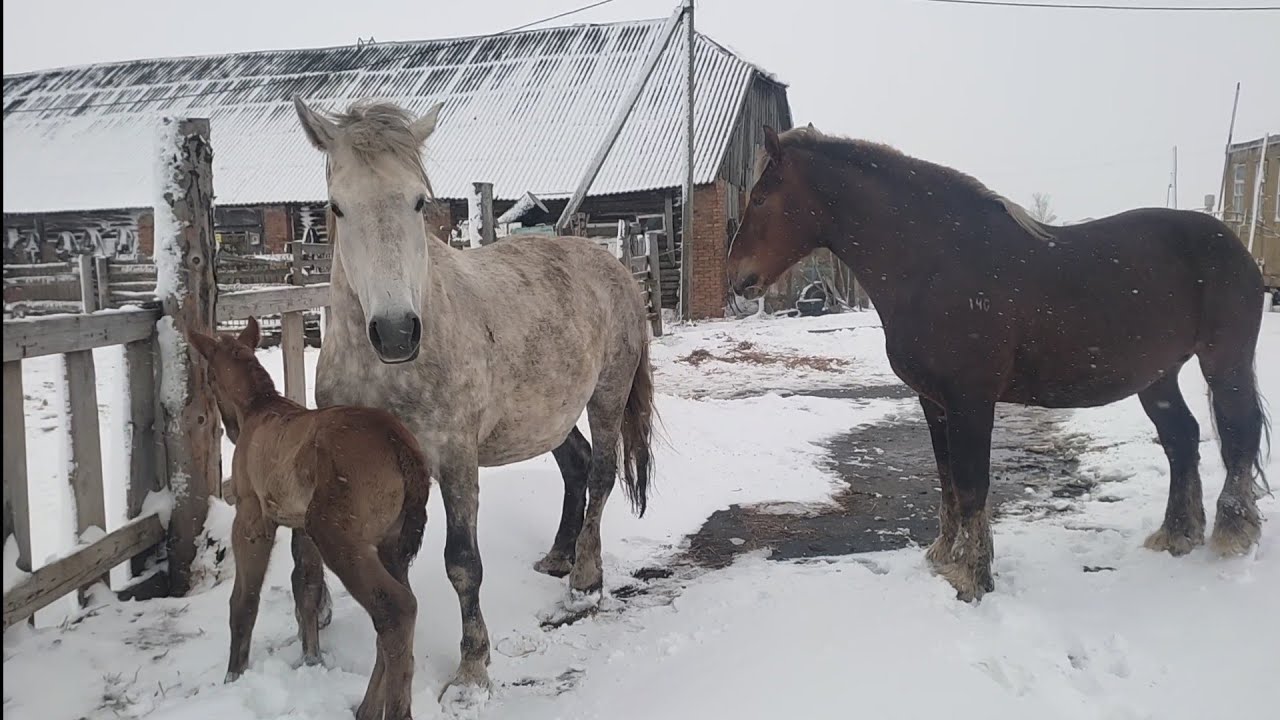 Апрель привели Алёну к жеребцу 
