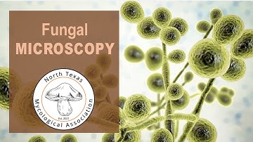 Fungal Microscopy by Alan Rockefeller