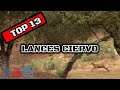 TOP 13 LANCES DE CIERVO 2020 | DEERHUNTING TOP SETS #2