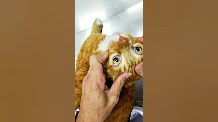 Video 6292431: cat ear cleaning