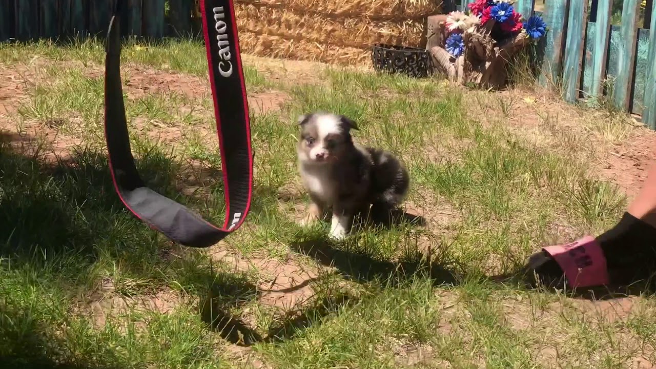 6 week old Toy Aussies COLOR COUNTRY AUSSIES YouTube
