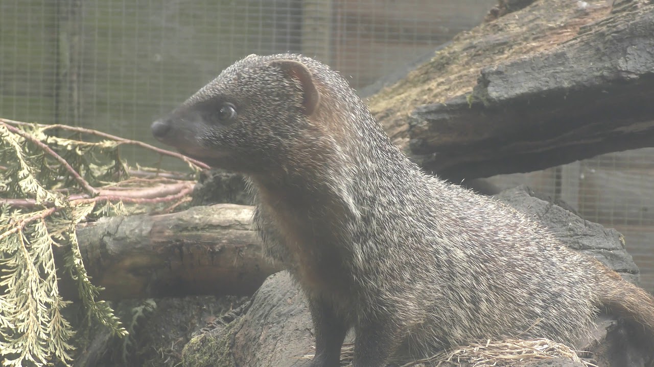 Egyptian Mongooses, Axe Valley Wildlife Park (21st July 2018)
