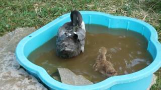 Gertrude et Pétard dans le bain