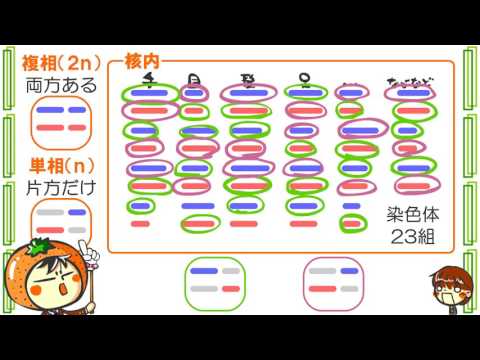 生物３章２話「生殖と減数分裂」ｂｙWEB玉塾