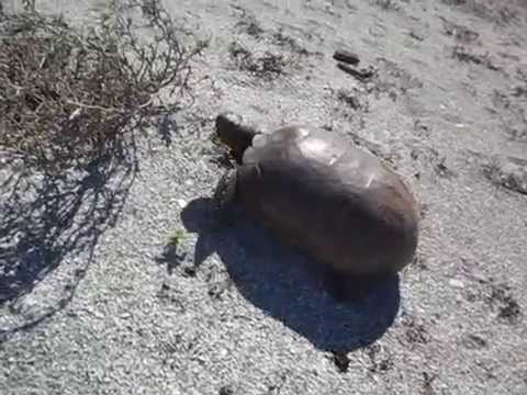 camera iphone 8 plus apk Gopher Tortoise