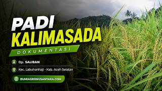 Padi Unggul Kalimasada | Dokumentasi Tanam Bp. Sauban - Aceh