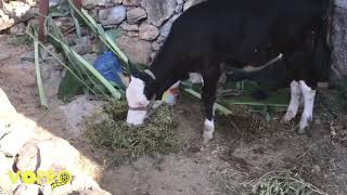 Ezman Sterk Ate pore mıni reşe
