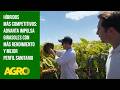 Híbridos más competitivos: Advanta impulsa girasoles con más rendimiento y mejor perfil sanitario